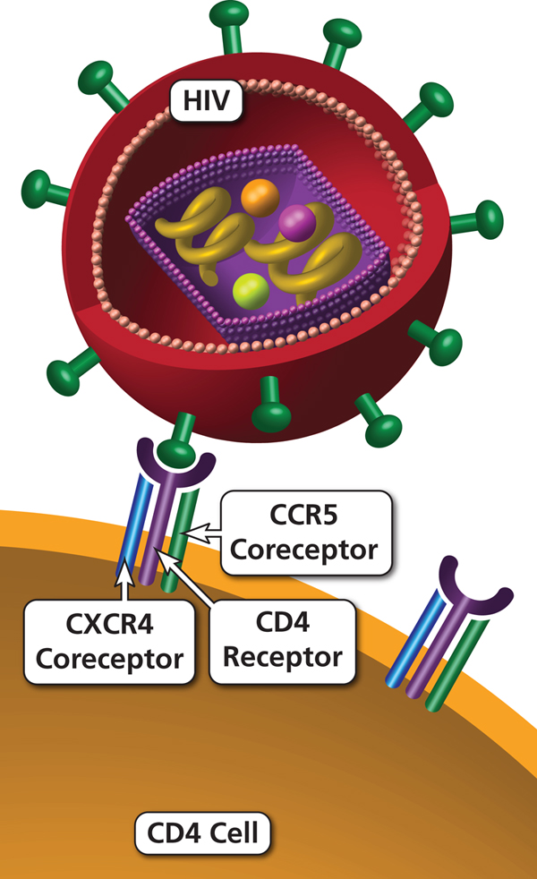 HIV and its receptors - Image Source: aids.info.nih.gov