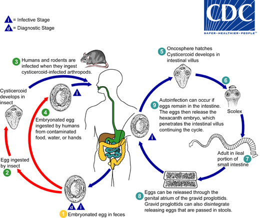 - Lifecycle ofHymenolepis nana