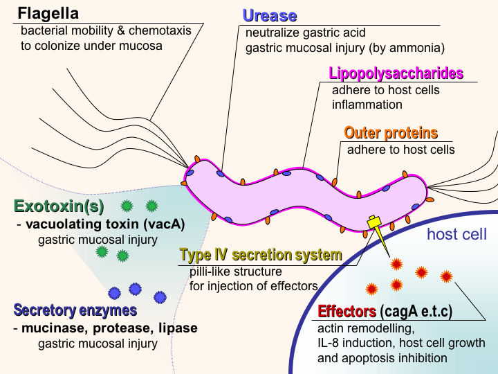 Virulence factors of Helicobacter pylori - Schematic diagram of virulence factors ofHelicobacter pylori