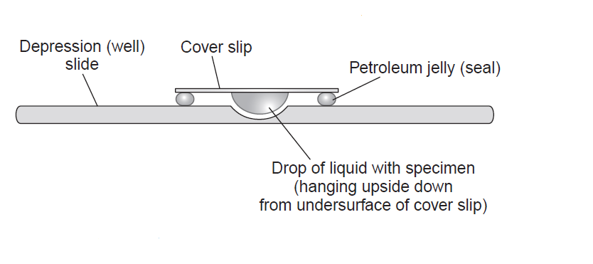 Hanging drop technique