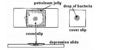 Hanging drop slide preparation - Hanging Drop Method Preparation