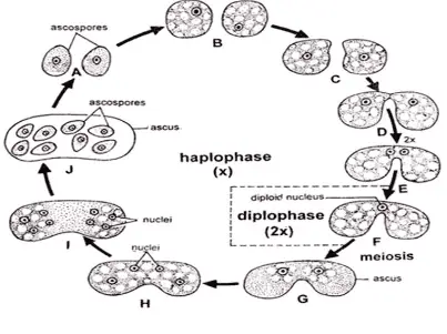 Haplobiontic lifecycle - Haplobiontic lifecycle