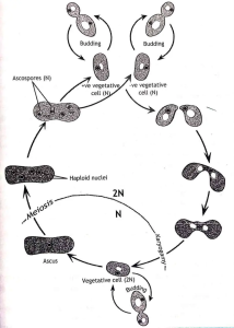 Haplodiplobiontic lifecycle - Haplodiplobiontic lifecycle