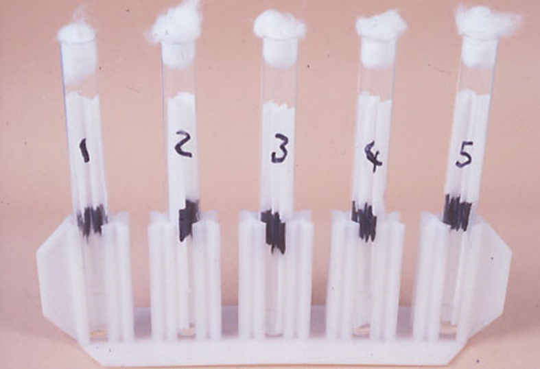 Harada-Mori Culture - Harada-Mori culture