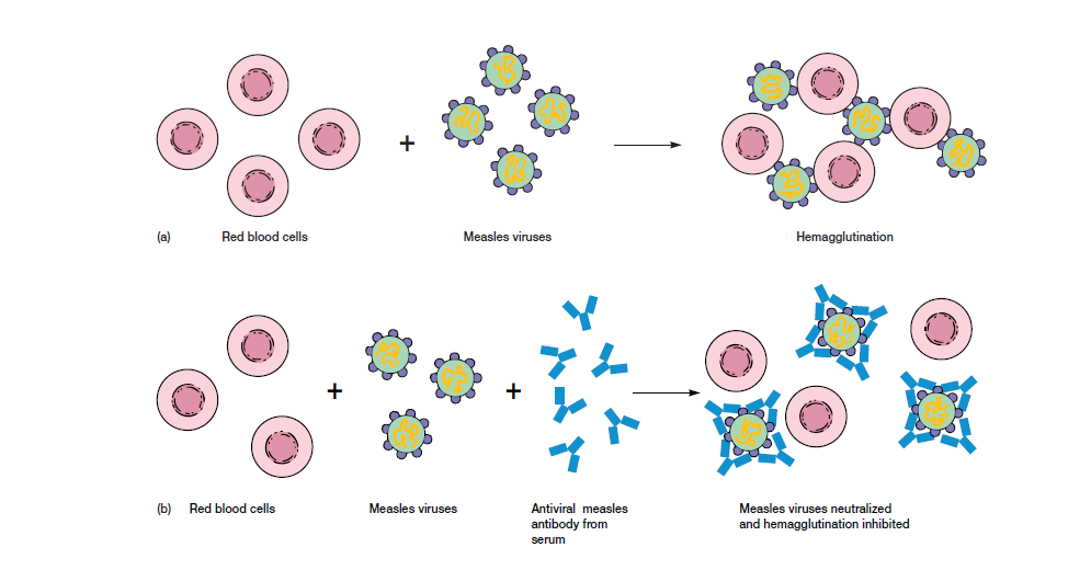 Hemagglutination test and hemagglutination inhibition test - Hemagglutination and hemagglutination inhibition test