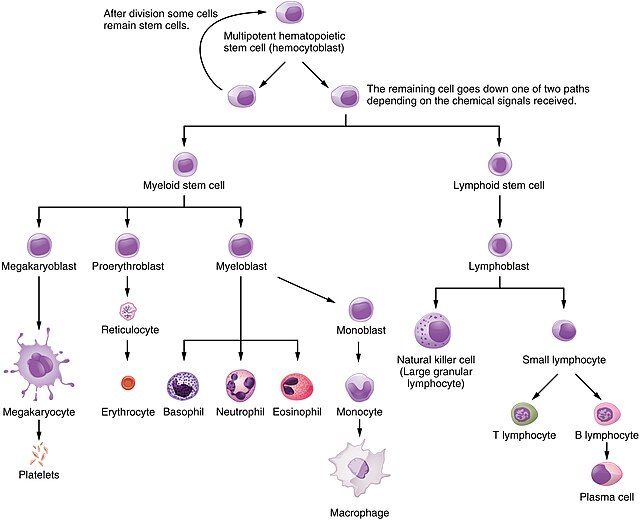 Flow chart of hematopoietic cell divisions in the bone marrow.