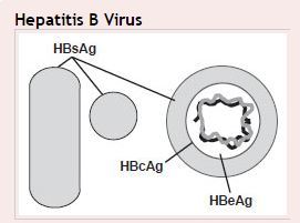 Hepatitis B Antigens - Hepatitis B Antigens