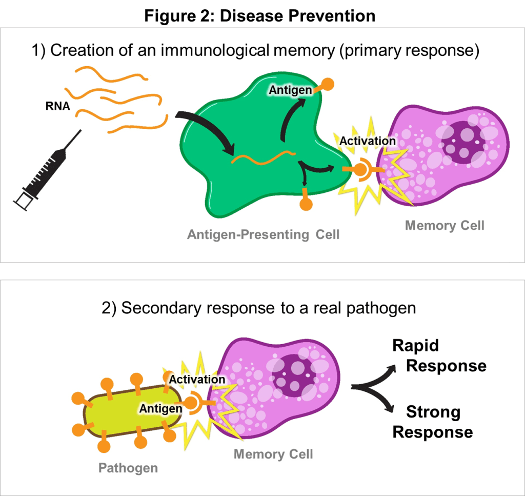  - RNA Vaccine Technology (Image source: Harvard University)