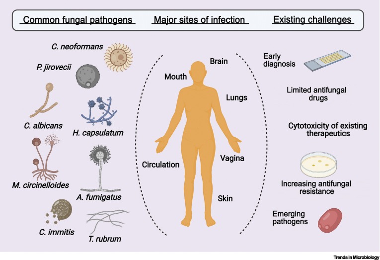 Human Fungal Infections (mycosis) - Common Fungal Pathogens and Major Sites of Infections (image source cell.com)