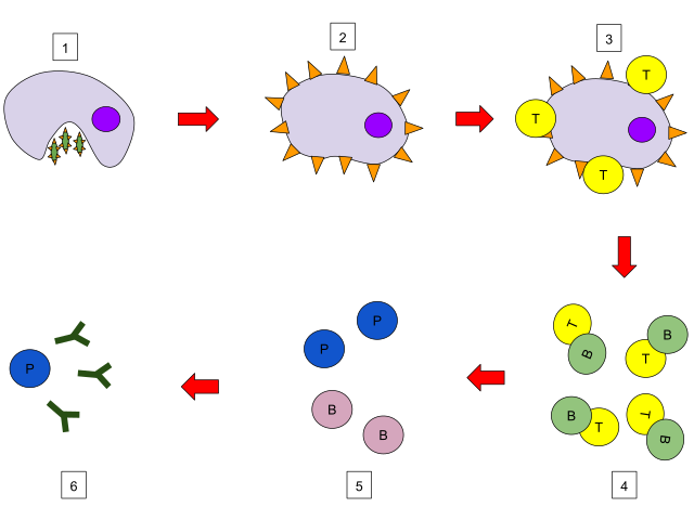 Humoral Immunity - 1:A macrophage engulfs the pathogen.2: The macrophage then digests the bacterium and presents the pathogen’s antigens.3 : A T helper cell binds to the macrophage and becomes an activated T helper cell.4: The activated T helper cell binds to a B cell and activates the B cell.5: When the B cells activate, some B cells turn into plasma cells and release in the blood, while other B cells become B memory cells that quicken response for a second exposure.6: Plasma cells then secrete antibodies, which bind to antigens to fight the invading pathogens.