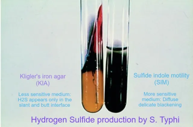 Hydrogen sulfide production test - SIM is more sensitive in the detection of H2S than either TSI or KIA, because of its semisolid nature, its lack of interfering carbohydrates, and the use of peptonized iron as an indicator.