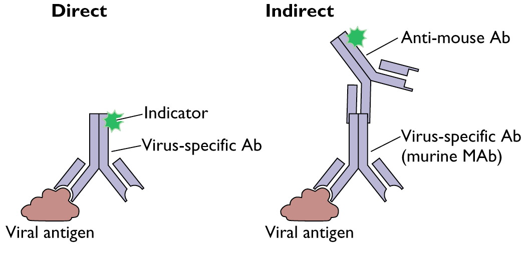 DFA and IFA for the detection of viral antigen  - DFA and IFA for the detection of viral antigen(Image source:virology.ws)
