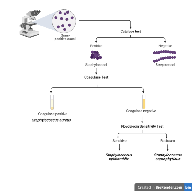  - Flow chart for the identification ofStaphylococcus saprophyticus