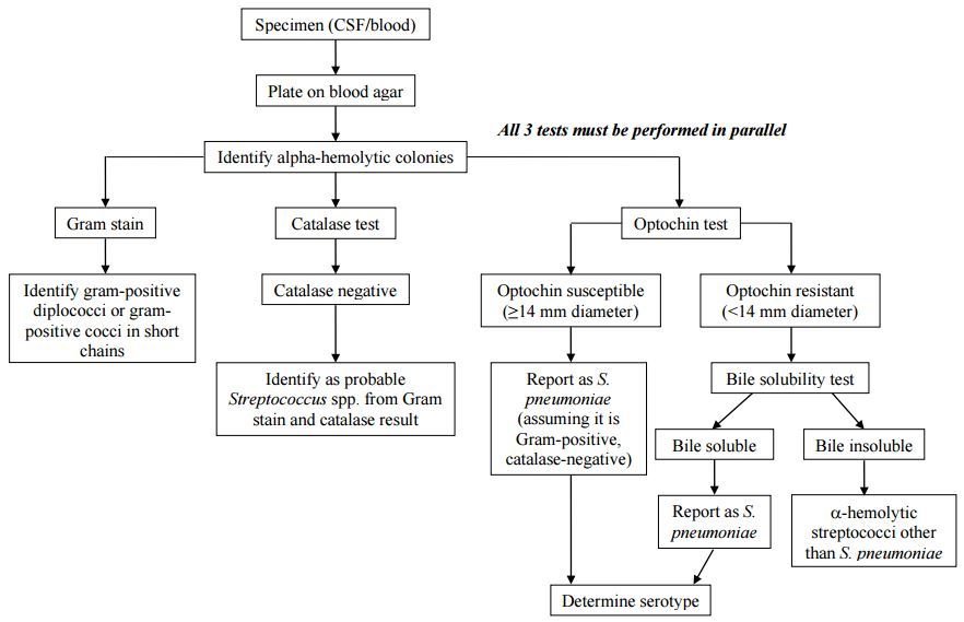 Flow chart for identification and characterization of a S. pneumoniae isolate - Flow chart for identification and characterization of aS. pneumoniaeisolate