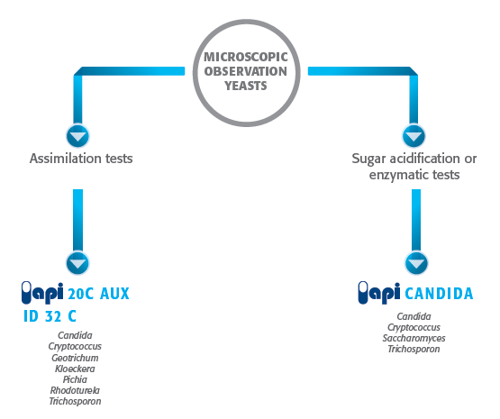 Identification of yeast by API test methods