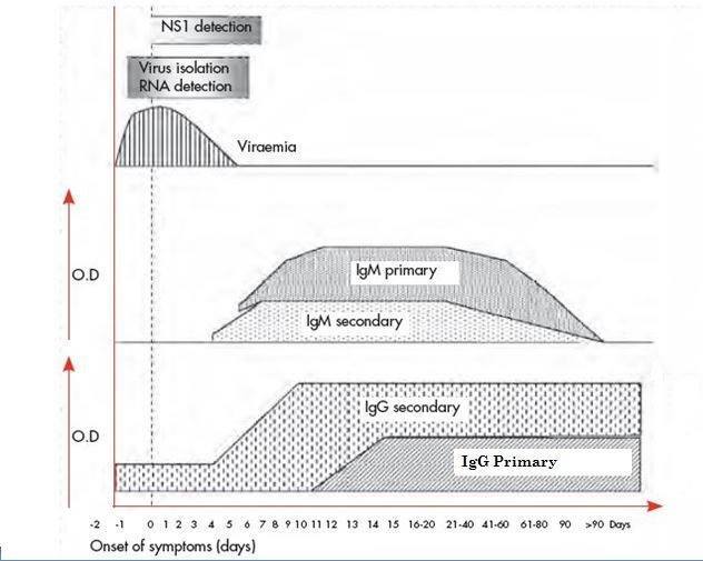 Fig 2: Approximate time-line of primary and secondary dengue virus infections and the diagnostic methods that can be used to detect infection - Fig 2:Approximate time-line of primary and secondary dengue virus infections and the diagnostic methods that can be used to detect infection