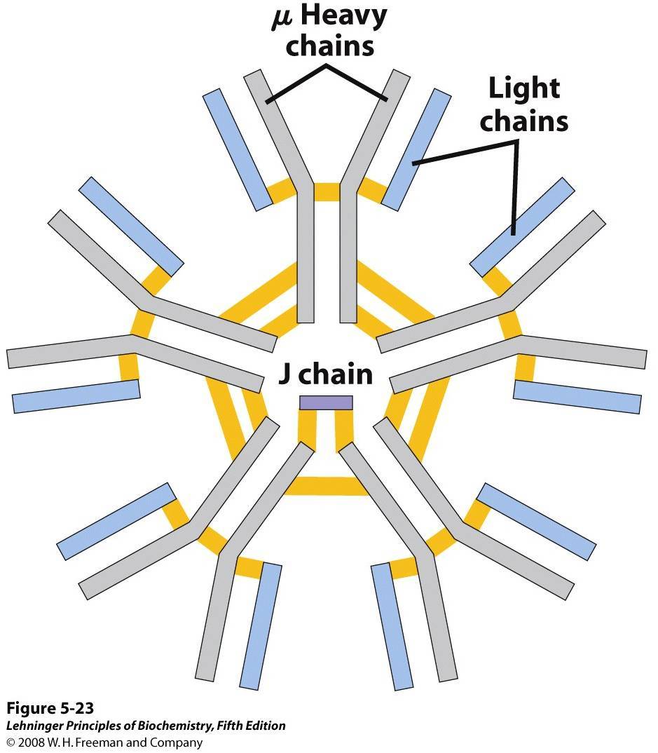 IgM Antibodies - Pentameric IgM