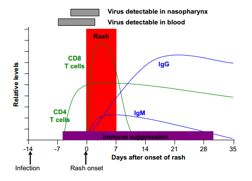 Immune Response in Acute Measles Infection - Immune responses in acute measles infection