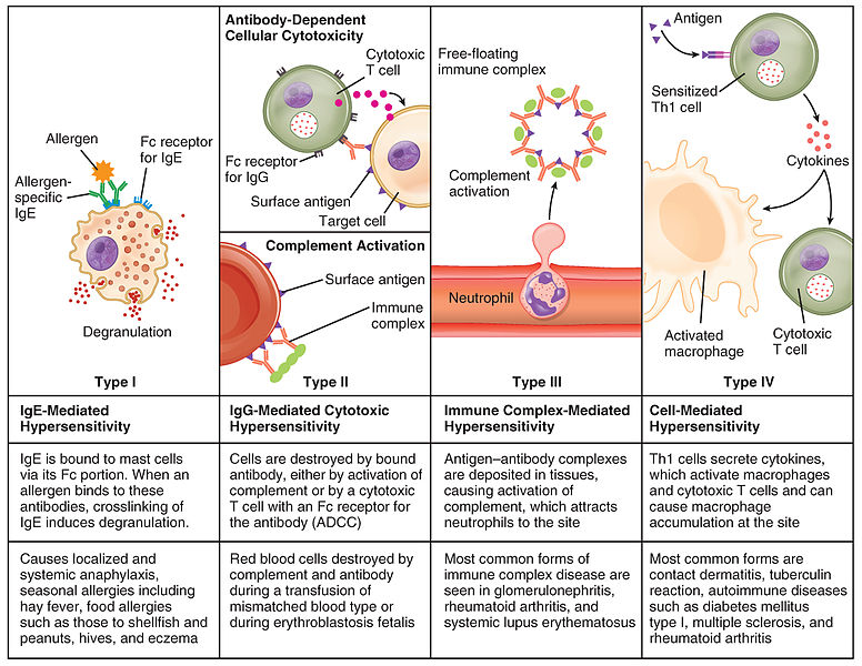  - Mechanism of different types of hypersensitivity
