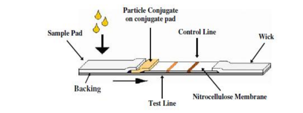 Immunochromatographic test strip - Typical configuration of a lateral flow immunoassay test strip