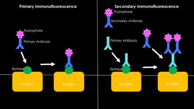 Immunofluorescence - Basic mechanism of immunofluorescence