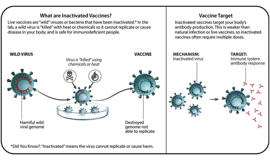  - Live attenuated vaccine production and working mechanism (image source: Pfizer)