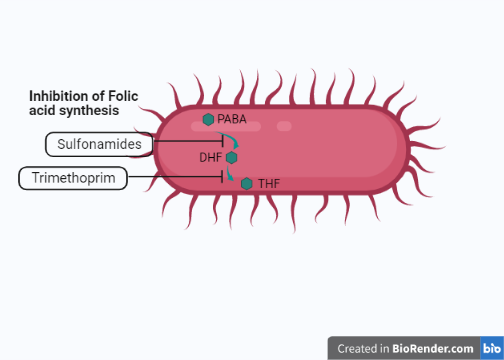 Mechanism of action of antibiotics (inhibition of folic acid synthesis) - Inhibition of folic acid synthesis