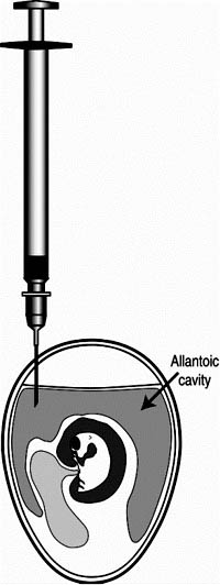 Allantoic inoculation