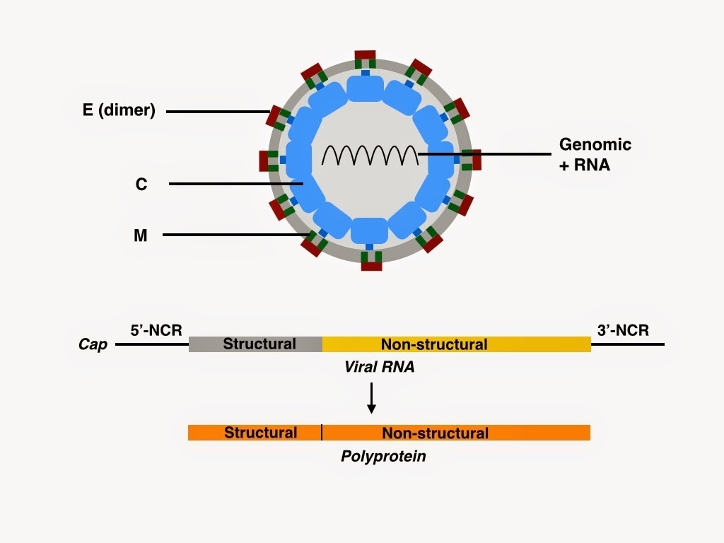 Structure of Japanese Encephalitis Virus - Structure of Japanese encephalitis virus (JEV)