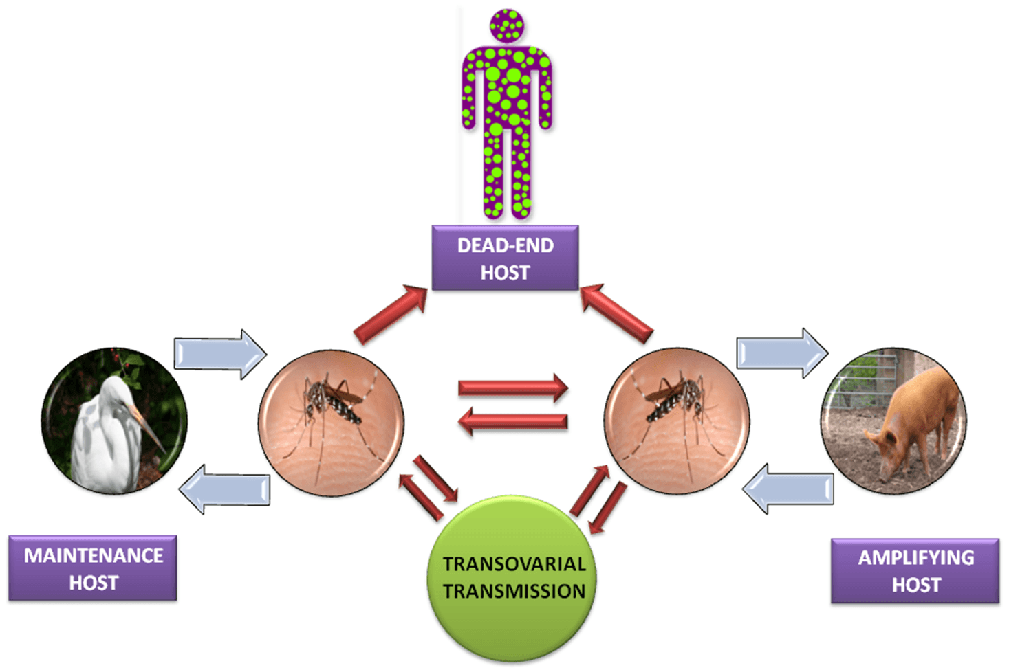 Fig: Japanese Encephalitis Virus Life Cycle - Fig: Japanese Encephalitis Virus Life Cycle
