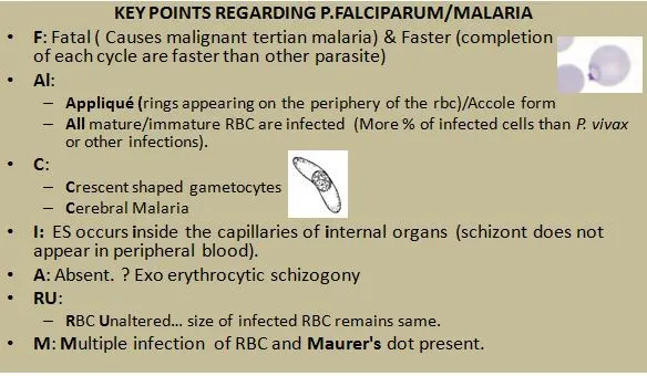 Key points regarding P falciparum malaria