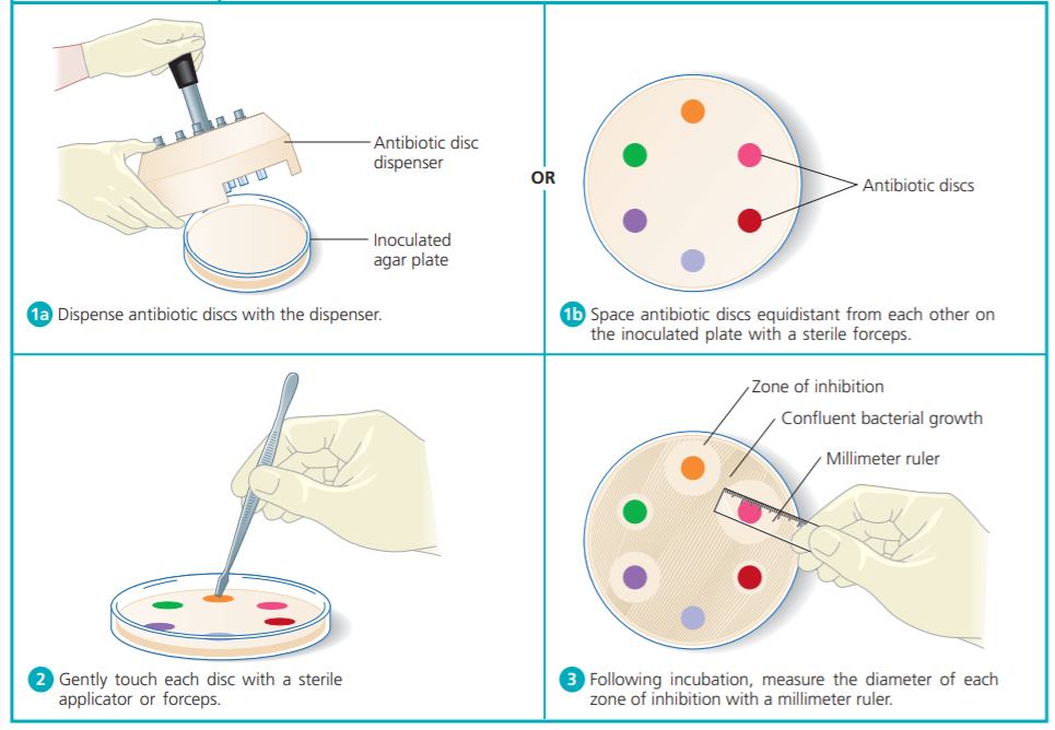 Kirby Bauer Disc Diffusion Method - Kirby Bauer Disc Diffusion Method (Image source: Ref.1)