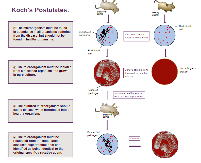Koch Postulates - Koch Postulates (Image source:Estevezj)