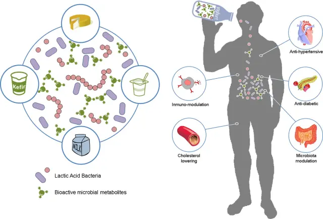 Beneficial effects of lactic acid bacteria  - Beneficial effects of lactic acid bacteria (Imagesource)