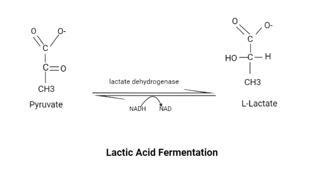 Lactic Acid Fermentation (Anaerobic fate of pyruvate)