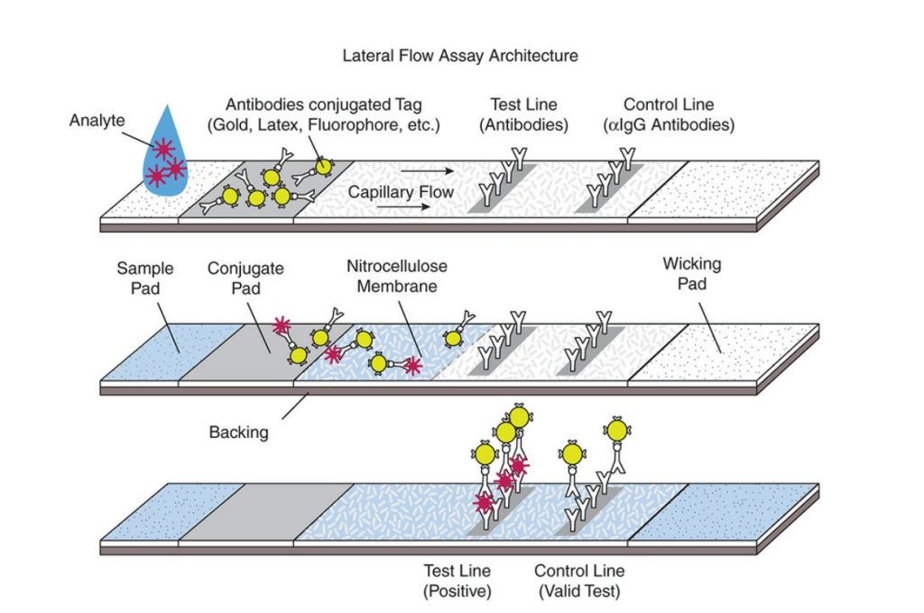 Lateral Flow Immunoassay