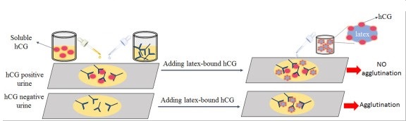 Latex agglutination inhibition test for pregnancy detection - Latex agglutination inhibition test for pregnancy detection