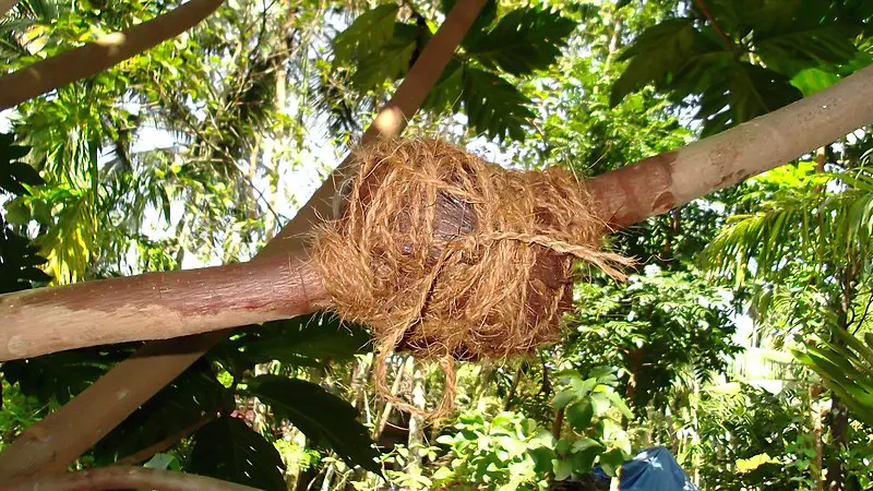  - Air layering in bread fruit tree