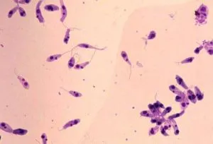 Leishmania donovani Promastigotes in Culture - Leishmania donovanipromastigotes in culture