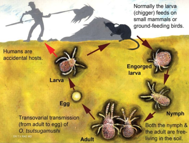 Life Cycle of Chiggers Mite - Life cycle of mite and transmission dynamics ofOrientia