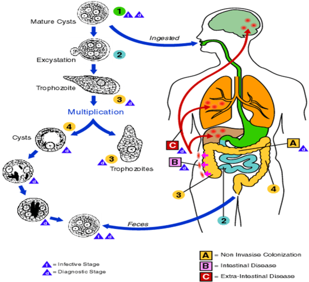 Life Cycle of Entamoeba histolytica (Source: CDC) - Life Cycle ofEntamoeba histolytica(Source: CDC)
