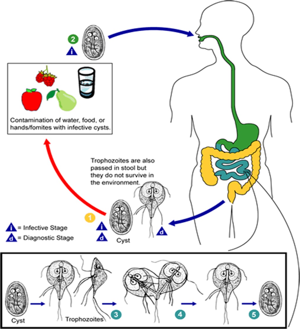 Life Cycle of Giardia Lamblia - Life Cycle of Giardia lamblia (source: CDC)