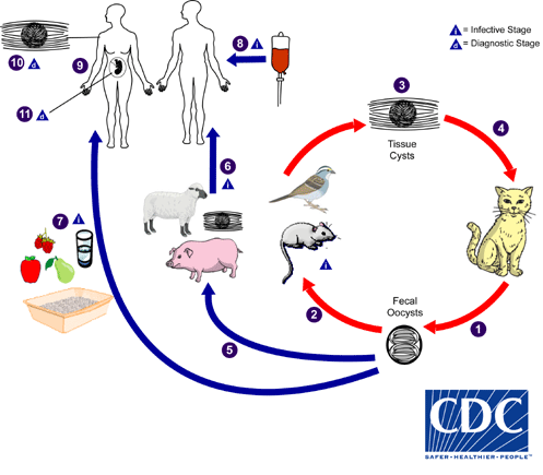  - Life Cycle ofToxoplasma gondii(image source: CDC)