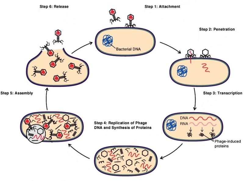 Replication of lytic bacteriophages - Replication of lytic bacteriophages