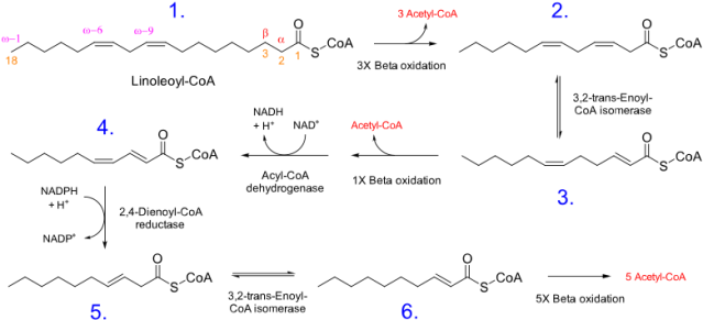 Linolenic acid (beta oxidation) - Beta oxidation of linolenic acid