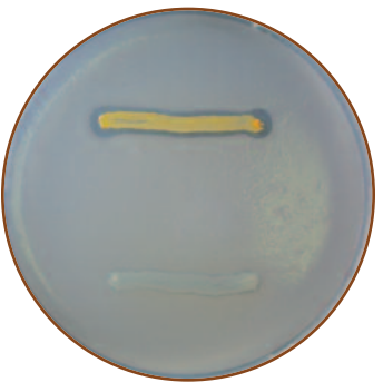 Lipase test - Above: Positive for lipase test (presence of clear zone around the growth).Below: Negative lipase test (absence of  clear zone around the growth).