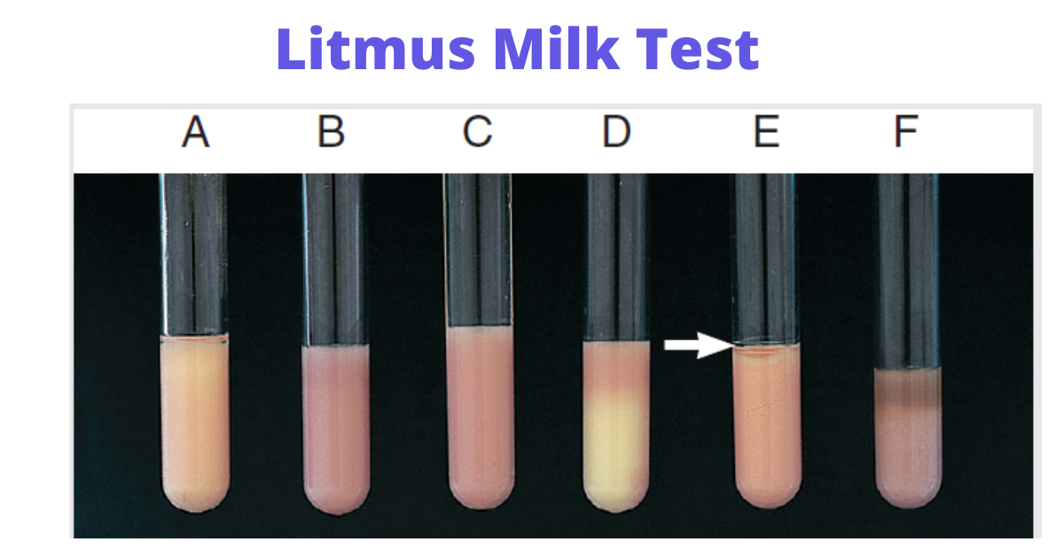 Litmus milk test - Litmus milk testA, Acid reaction. B, Alkaline reaction. C, No change. D, Litmus reduction. E, Clot (note separation of clear fluid from clot at the arrow.) F, Peptonization. (Image source: Ref-1)
