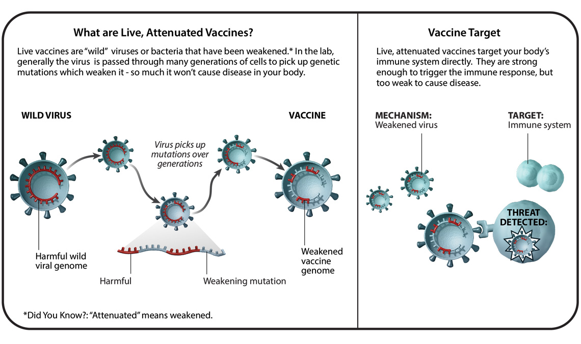  - Live attenuated vaccine production and working mechanism (image source: pfizer)