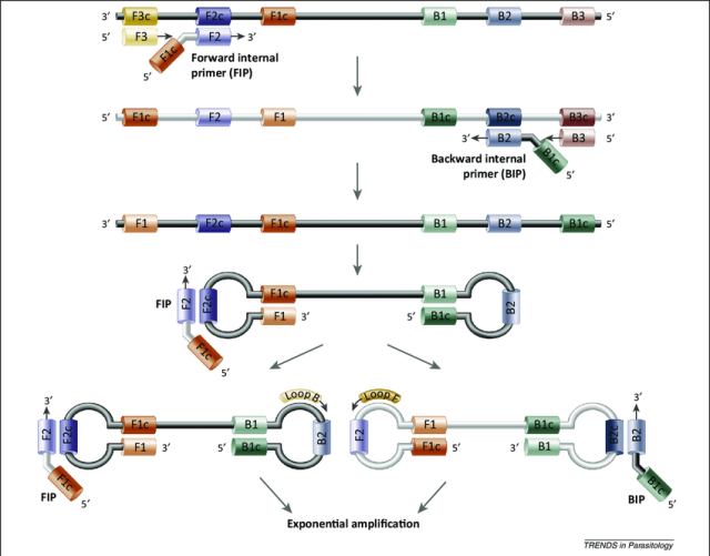  - Loop-mediated isothermal amplification (Source: Trends in Parasitology)