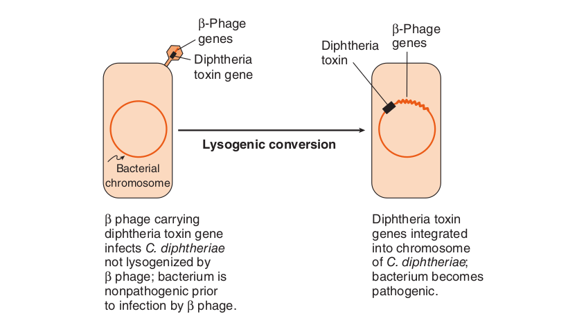 Lysogenic conversion - Lysogenic conversion